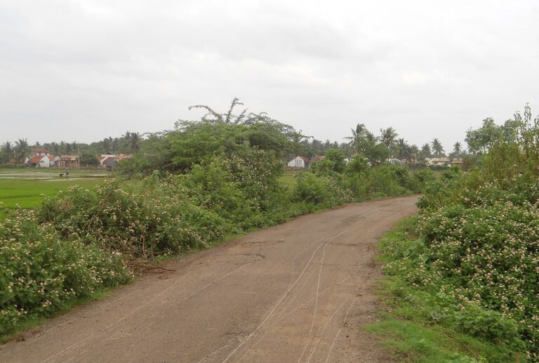 An empty paved country road curving between green bushes and paddy fields towards a village with palm trees.
