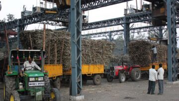 Tractors with trailers piled high with sugarcane waiting under a steel gantry at a sugar mill, with a driver in a green tractor and workers standing nearby.