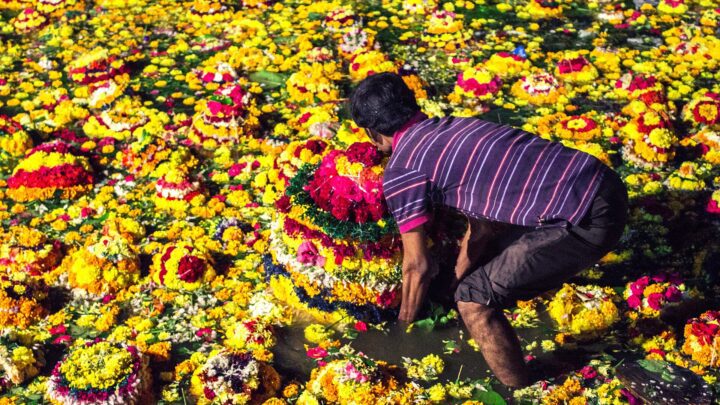 A man wades through water crowded with floating flower Bathukammas.